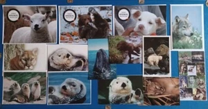 Verschiedene Wildlife Urlaub/Grußkarten/Postkarten + Wolf Stickerbogen = insgesamt 14! - Bild 1 von 6