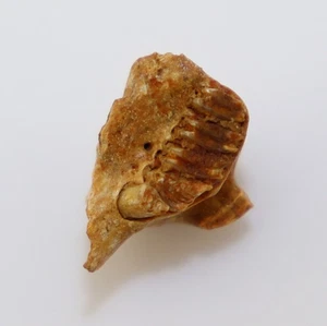 Pfeifhase, Fam.Prolagidae, Tertiär, Miozän, Titting b.Eichstätt,Deutschland-m289 - Picture 1 of 5