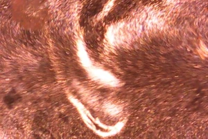 2021 D/D Lincoln Cent - DDO & DDR - Doubled Ear - ALL PICS - FREE SHIPPING! *35 - Picture 1 of 4