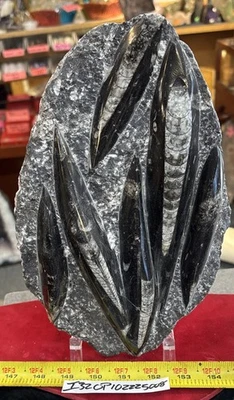 ❤️ Nice Orthoceras Plate 10” X 8” Polished Devonian Fossils 5.3 Pounds - Image 1 of 4