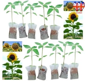 Sunflower Plants | Stems Height are 30cm–40cm|Grows Up to 2M (6.5ft)P - Picture 1 of 86