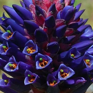 Puya venusta, Chagualillo, Coastal Purple Puya, Bromelie - 10 bis 100 - Bild 1 von 5