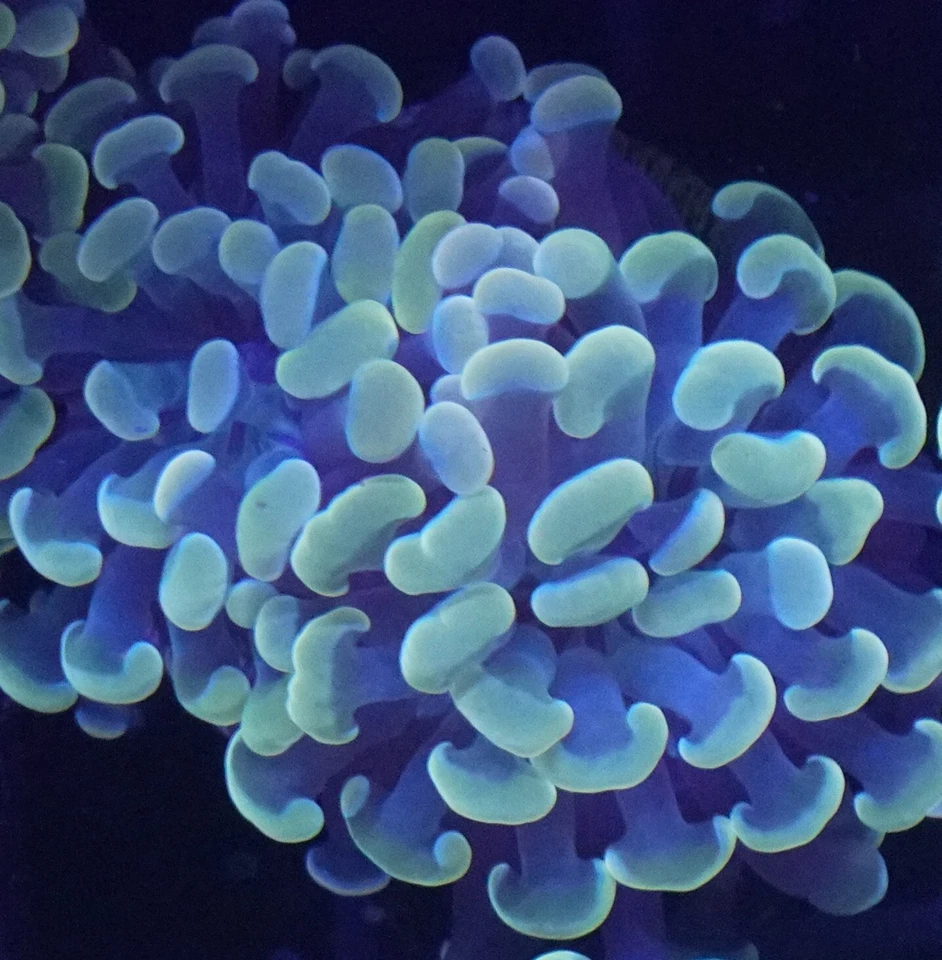 [WYSIWYG] Martillo de ramificación de melocotón 1 cabeza #4 fácil LPS eufillia coral vivo Foto 1 de 1