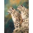 Pair Of Snow Leopards On Rock Poster Print By David Stribbling