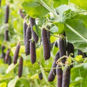 Purple snowpea - Ezetha Pea - 20+ seeds - Semillas - Graines - Samen - H 048 - Picture 1 of 1