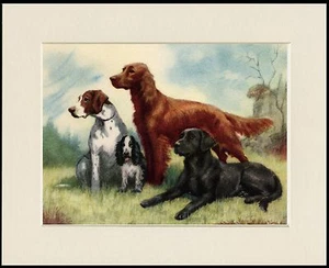 LABRADOR POINTER IRISH SETTER COCKER SCHÖNER HUNDDRUCK RAHMENFERTIG MONTIERT - Bild 1 von 1