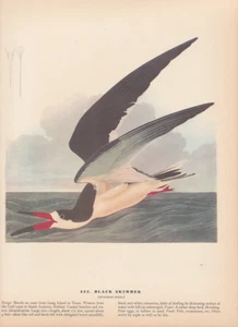 Audubon 1942 Vintage Birds #323 "Black Skimmer" Full Color Art Plate Lithograph - Picture 1 of 1