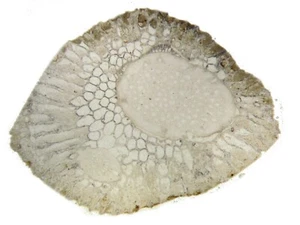 Verkrustung Fossil Bryozoen Bryozoen dünne Abschnitte Silur Pennsylvanian 3 Rutschen - Bild 1 von 8