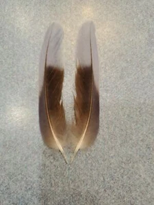 XY73 Par de plumas de cola Rosella Parrot 3 3/4" a juego - Imagen 1 de 1