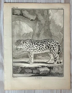 1767 Lithograph Art Print Woodblock Animal Engraving Antique Original - Picture 1 of 5