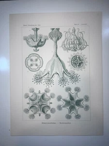 1904 Original Lithographie Stauomedusae von Haeckel #48 - Bild 1 von 1