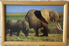 Wooden Framed Elephant Photo (Small) 8 x 5.5in (T26)