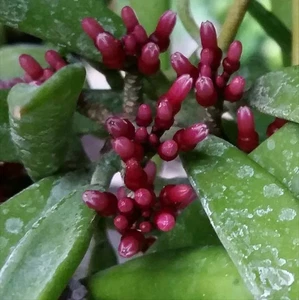 Dischidia parasitica - Foto 1 di 7