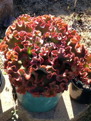 Echeveria hybrid Meridian Cactus Succulent 1 gallon size - Image 1 of 3