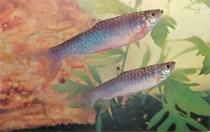 Jumping Tetra South America Dr Herbert Axelrod Vintage Postcard - Picture 1 of 2