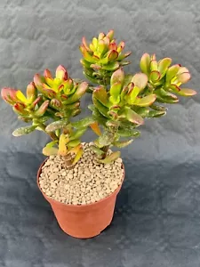 Crassula Portulacea Pot ø 10,5 - Picture 1 of 1