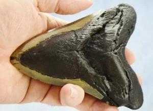 Megalodon Shark Teeth XLG Real FOSSIL 5 - 24 million year old 136mm 5.4" 644cc - Picture 1 of 15
