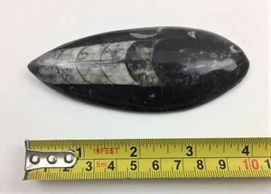 ORTHOCERAS ~ 10CM (4 INCH) APPROX. ~ CUT & POLISHED FOSSIL ~ FOSSILISED - Picture 1 of 3