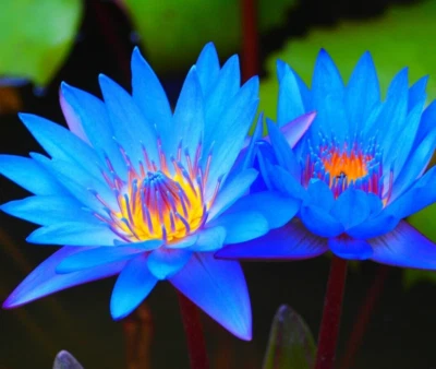 🌺  LOTUS colorful water Lily Aquarium Plant seeds bulb Easy grow FS0-03 LOTUS - Image 1 of 4