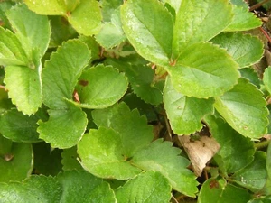 50 Strawberry Plants Makes Extra Large Sweet StrawBerries Makes Lots With Growth - Picture 1 of 3