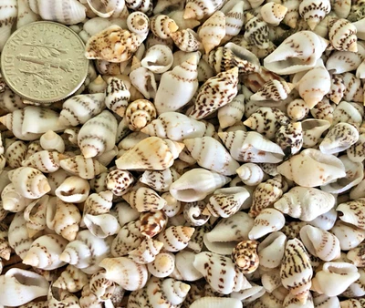 1/3 CUP OF TINY MIXED NASSA SEA SHELLS -1/4" TO 5/8" - Great for crafting - Image 1 of 3