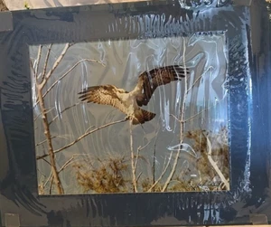 "Osprey" 8x10 Signed / Autographed By Photographer John Bird, Matted Ready To Fr - Picture 1 of 4