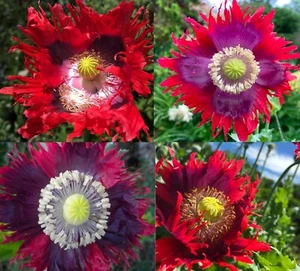 Poppy DRAMA QUEEN Breadseed Frilled Edges Red Purple Flowers Non-GMO 1000 Seeds! - Picture 1 of 12