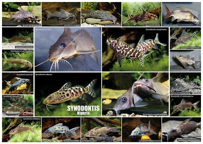 AQUALOG - Fold Poster SYNODONTIS in Nigeria (West African Catfish)