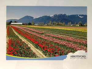 Abbotsford British Columbia Canada Postcard Tulip Fields - Bild 1 von 2