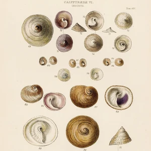 1855 Hand-Colored Shells Print, G.B. Sowerby's THESAURUS CONCHYLIORUM, Pl. VI - Picture 1 of 5