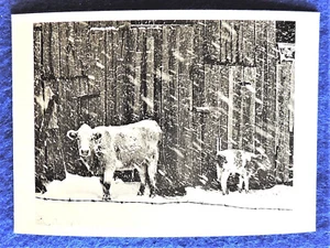 Cows in Snowstorm Appalachian Coal Miner Series 1970 Brooklyn Museum Postcard - Bild 1 von 1