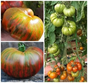 Семена Томат Ирландский полосатый Irish Striped - Picture 1 of 1