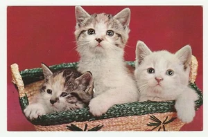 Vintage Postcard Three Happy Kittens in Basket Unused Cat Card Red 1960's - Picture 1 of 2