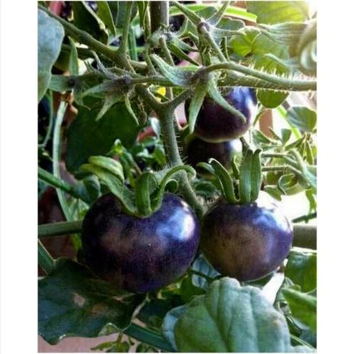 TOMATE CHERRY AZUL, 25 semillas + GRATIS - Imagen 1 de 1