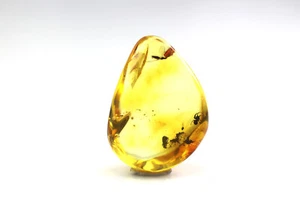 Piedra ámbar báltico natural con ARAÑA e insectos DIPTERA inclusión 2,36 gramos - Imagen 1 de 12