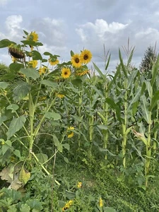 Semillas Girasol gigante, altura de 2 a 3 metros, pipa pequeña, hoja grande - Imagen 1 de 3