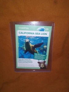 Winn Dixie GO WILD Trading Card California Sealion - Bild 1 von 1