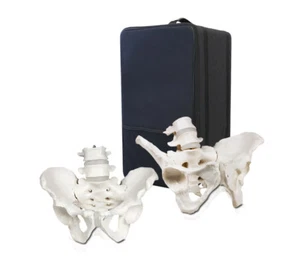 Parco Scientific Male and Female Pelvis Model 4th and 5th Lumbar Vertebrae - Picture 1 of 1