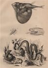 Trim?r?sure (Gartersnake). Triodon (Threetooth pufferfish) Triongulin 1834