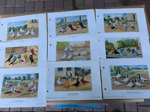 Geschenkidee für Taubenzüchter - nostalgische Kunstdrucke gerahmt - Mövchen - Bild 1 von 38