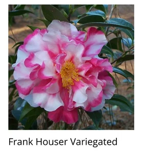 FRANK HOUSER VARIEGATED  Camellia Japonica-Starter Plant - Picture 1 of 2