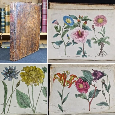 1813 4to Culpeper's Complete Herbal PHYSICIAN OCCULT PROPERTIES Hand Col Plates - Image 1 of 4