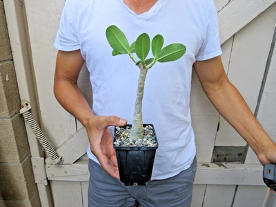 Adenium Arábicum en maceta de cerámica suculenta Foto 1 de 4