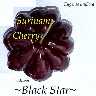 ~BLACK STAR~ Surinam Cherry Fruit Tree Eugenia uniflora Small Potd Starter Plant - Image 1 of 4