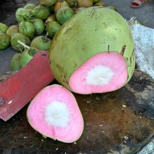 Semillas de coco rosa enano (Cocos nucifera) Var. Wulung 1 semilla - Imagen 1 de 10