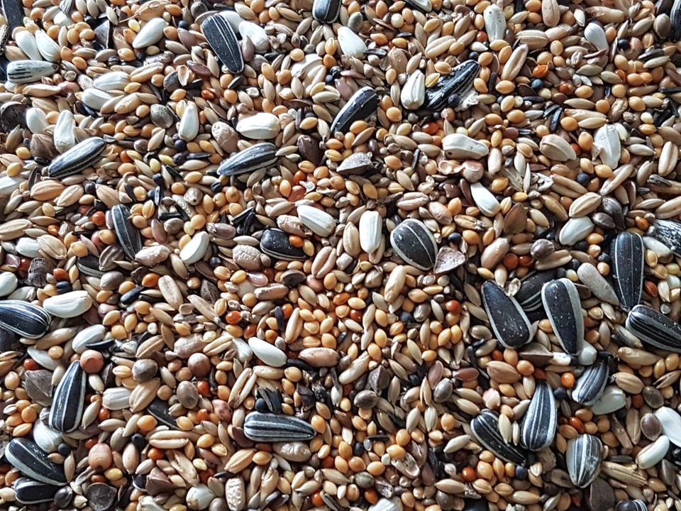 Großsittichfutter 25kg Vogelfutter mit Sonnenblumenkernen - Bild 1 von 1