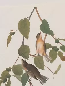 Bay Breasted Warbler Audubon Druck 15" x 11,5" ungerahmte Lithographie 358 - Bild 1 von 5