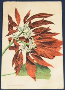Weihnachtssternblüte Postkarte - Bild 1 von 2