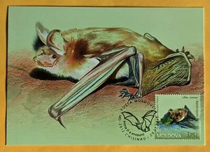 Scheda massima. Fauna/Pipistrelli/Il Pipistrello dalle orecchie di topo più grande (Myotis myotis). Moldavia - Foto 1 di 2