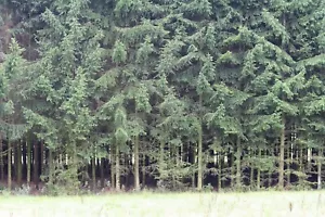 Waldgrundstück (Forstgrundstück) mit 1,01 ha. zu verkaufen - Bild 1 von 2